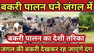 #bakripalan #goatfarm #goatpalan । बकरी पालन जंगल मे कैसे करें।। how to start  deshi goat farm