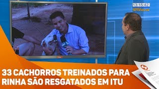 33 cachorros treinados para rinha são resgatados em Itu - TV SOROCABA/SBT