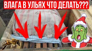 ЗИМОВКА ПЧЕЛ!!! ВЛАГА В УЛЬЯХ!!! ЧТО ДЕЛАТЬ???