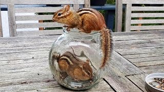 그래도 쬐금 기다려주고 병 밖으로 바로 밀어내버리는 상남자 다람쥐 만추 Chipmunk Manchu Takes New Friend Out Of The Jar