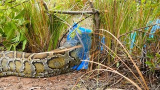 Awesome Big Snake Trap Using Perch Snare Trap - How To Make Big Python Snake Trap Work 100%