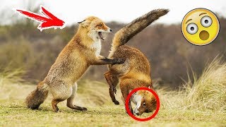 КОШКИ СОБАКИ 2019 ПРИКОЛЫ С КОТАМИ И СОБАКАМИ / Смешные Животные Котики и коты 2019 Funny Cats