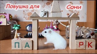 Сказка про джунгарских хомяков. "Ловушка для Сони"