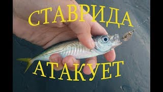 Ловля ставриды на самодур с берега  2019. Ловим ультралайтом ставриду.