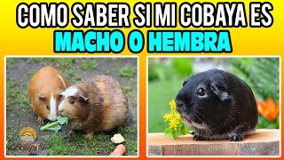 ? COMO SABER SI MI COBAYA ES MACHO O HEMBRA
