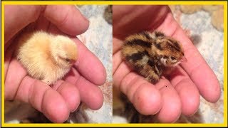 Выращивание перепелов / Брудер / Что нужно делать в первые сутки жизни перепелов