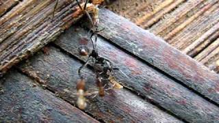 Ants vs termites: Army ants attack termite nest HQ version