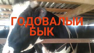 ЗАБОЙ ГОДОВАЛОГО БЫКА