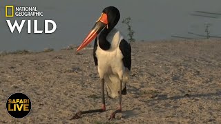 Safari Live - Day 350 | Nat Geo Wild