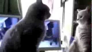 КОТЭ ДИСКОТЕКА  Смешные кошки танцуют   Лучшие видео приколы с кошками
