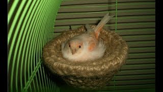 Как сделать гнездо без клея  для канареек,амадин и др /How to build   a nest without any glue