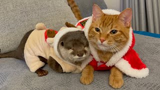 カワウソさくら 我が家にサンタとトナカイがやって来た！ Reindeer otter and santa cat