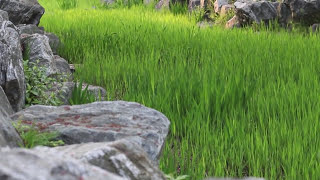 Spring in Korea!