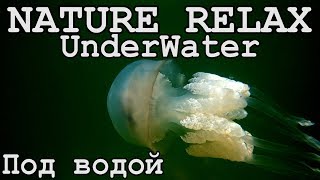 Не БАГАМЫ,но все-таки Азовское море сегодня!Съемка под водой World Amazing Underwater Relax Film
