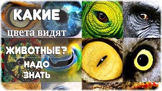 Как определяют, какие цвета видят животные?