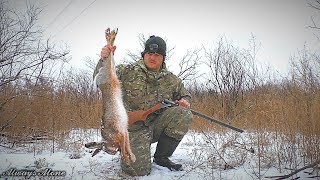 Охота на зайца. Закрыл сезон одним выстрелом. Тропление зайца. Иж-43