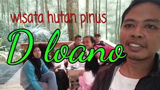 #purworejo                                                     Wisata hutan pinus
"glamping d loano"