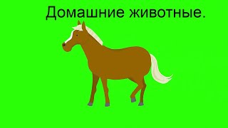 Футажи на хромакее. Домашние животные. Футажи для видеомонтажа.