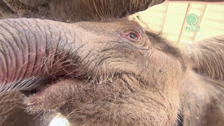 Touching moment when the mother helps a 5 hours old baby elephant Dok Rak to suckle his first milk