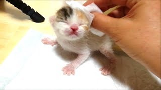 子猫赤ちゃん保護　子猫とスキンシップしてみます