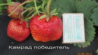Камрад победитель-крупноплодный сорт клубники .Саженцы в Беларуси