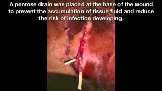 Treatment of a severe neck wound in a Horse - flushed, debrided and stitched with drain in situ