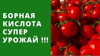 Борная Кислота - лучший эффект для урожая!!! Помидоры, огурцы, баклажан, перец и другие