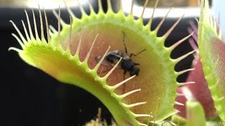Venus Flytrap Feeding Compilation 2