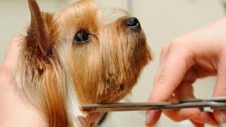 Easy Grooming Yorkshire Terrier 2019 (Step by Step)