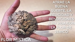 EL SECRETO DE LA ROSA DE JERICÓ ATRAE  LA BUENA SUERTE A TU VIDA