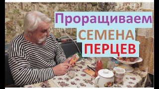 Первый раз пробуем прорастить семена сладкого перца в улитке