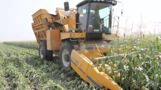Машины для уборки кукурузы в початке Oxbo моделей 2460 и 2485
