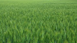 Посевы пшеницы. Севооборот Технология No-Till. КФХ Владимира Гавриленко