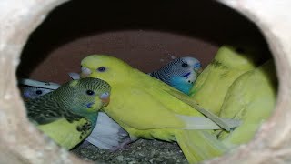 Breeder Budgies Best Progress & For Sale | Urdu/Hindi | Lodhi Birds