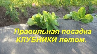Правильная посадка КЛУБНИКИ летом.