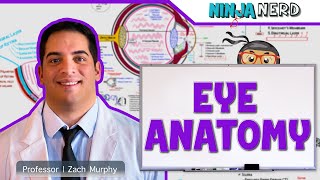 Special Senses | Anatomy of the Eye