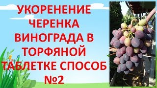 КАК УКОРЕНИТЬ ЧЕРЕНКИ ВИНОГРАДА В ТОРФЯНОЙ ТАБЛЕТКЕ СПОСОБ №2. Укоренение черенков винограда.