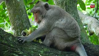 Jane giving a birth very cute baby monkey Janet very unhappy cos reject milk her