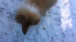 Kira the foot killer