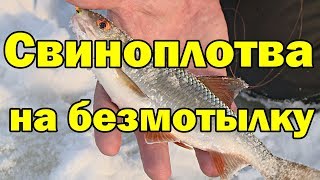 КРУПНАЯ ПЛОТВА на гвоздешарик. Свиноплотва атакует. Зимняя рыбалка