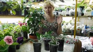 ?ЛУЧШИЙ СПОСОБ РАЗМНОЖЕНИЯ ФИКУСА БЕНДЖАМИНА ! ?Посадка черенков
