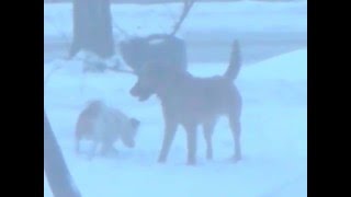 brutal unfair dog 1 gay sex