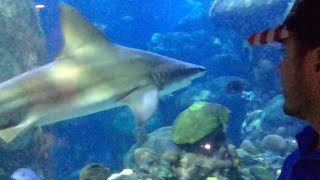 Nuestro viaje al acuario de Tennessee.Tuviste un día pesado? Ve este video! Te ayudará a relajarte