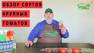 Сорта крупноплодных томатов. Обзор. Бычье сердце и другие ?