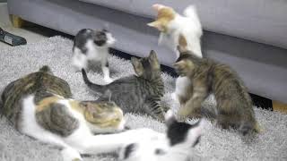 길고양이 집냥이 되다 [새끼고양이 키우기]