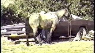 Bitter Water, Clip 1
