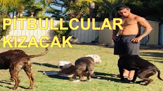 Kangal la Pitbull dövüşürse kim kazanir? Gercekleri konusuyorum!