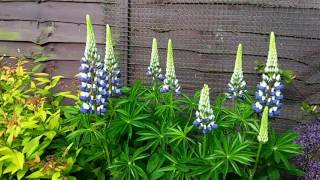 Video of A Lupin from first budding to flowering. Plant Time Lapse