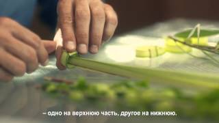 Арба Миним - четыре вида растении в праздник Суккот