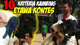 WAJIB KETAHUI 10 KRITERIA PENILAIAN DALAM KONTES KAMBING ETAWA